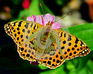 colorfull butterfly restin on a pink flower