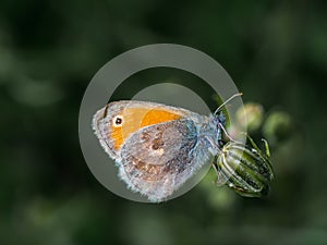 Colorfull butterfly on top of a plant