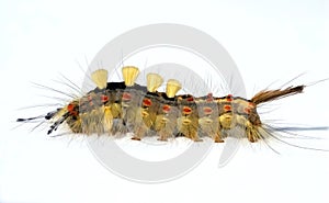 Colorful caterpillar