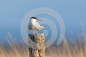 Common tern on a pillar during sunset with blue sky photo