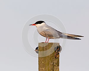 Common tern sits on apier during beautiful evenig hours. photo