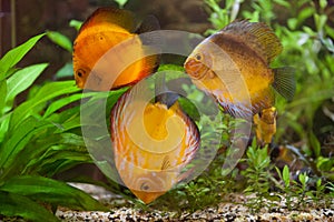 Colorfull discuses in aquarium