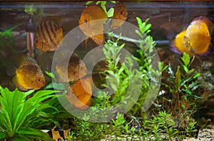 Colorfull discuses in aquarium