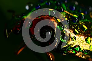 Colorfull drops on the bug