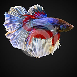 SIAMESE FIGHTING FISH