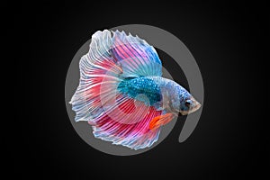 SIAMESE FIGHTING FISH