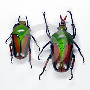 Colorfull green beetles Eudicella woermanni isolated. Collection beetles. Coleoptera.