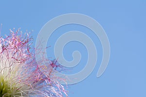 Colorfull mimosa flower. Mimosa pudica. Sensitive plant on blue sky background, close-up