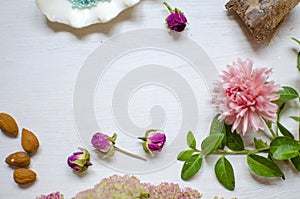 Colorfull nature background. Midtone pink flower with green leaves and white shell