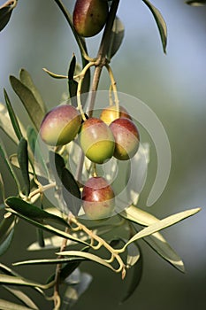Colorfull Olives photo