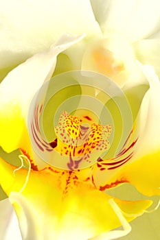 Colorfull orchid macro