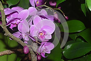 Colorfull orchidea floret with leaf