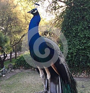 Pavo Real Peacock photo