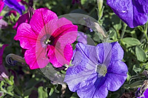 Colorfull petunia flowers photo