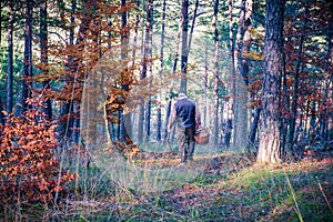 Colorfull pine forest in autumn season with a man picking mushrooms