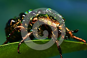 Colorfull drops on the bug