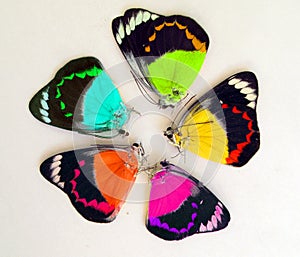 Colorfull rainbow butterflies on round. Isolated. For design, print, artwork.