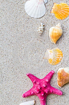 Colorfull Sea shells sand board