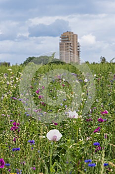 Colorfull wild flower field photo