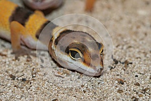 A colorfull yellow banded common leopard gecko, Eublepharis macularius