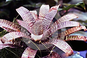 Colorfull yucca close-up, Rosette. Tropical decorativ plant foliage, Macro photo of leaf, natural pattern, exotic