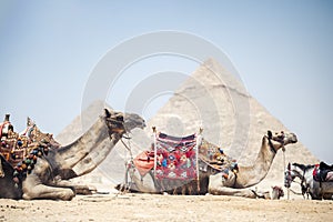 Colorfully saddled camels waiting for tourist riders in front of the Pyramids of Giza, Egypt