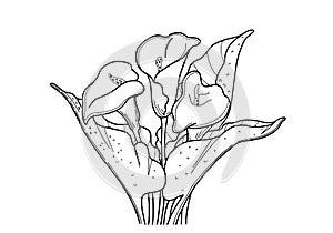 Coloring for adults. Flowers Callas. Outline drawing on a white background.