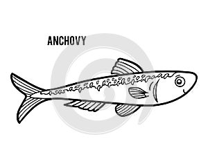 Coloring book, Anchovy