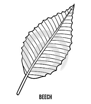 Coloring book, Beech leaf