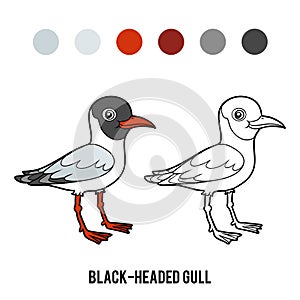 Coloring book, Black-headed gull