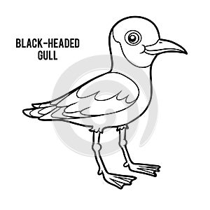 Coloring book, Black-headed gull