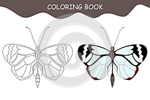 Coloring book butterfly. Butterfly Greta Oto photo