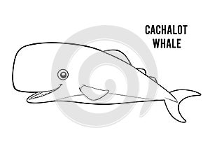 Coloring book, Cachalot whale