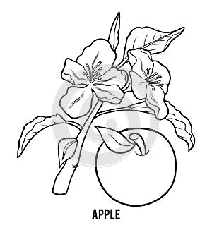 Coloring book, Apple tree