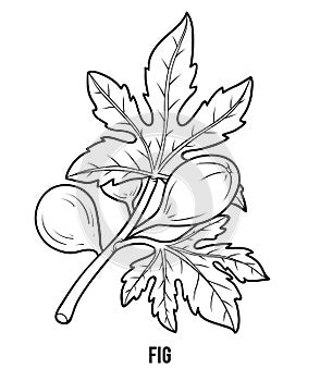 Coloring book for children, Fig tree branch