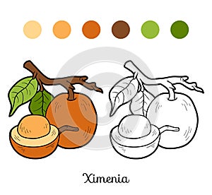 Coloring book for children: fruits and vegetables (ximenia)