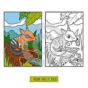 Coloring book for children, Numbat