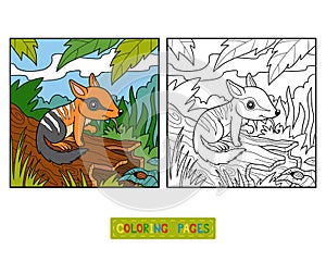 Coloring book for children, Numbat photo