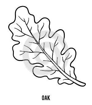 Coloring book, Oak leaf