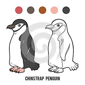 Coloring book, Chinstrap penguin