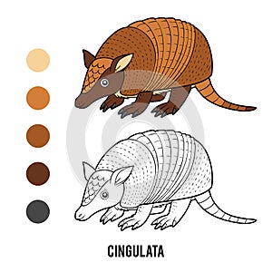 Coloring book, Cingulata