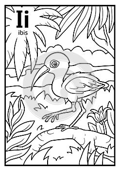 Coloring book, colorless alphabet. Letter I, ibis photo
