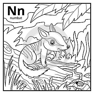 Coloring book, colorless alphabet. Letter N, numbat photo