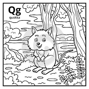 Coloring book, colorless alphabet. Letter Q, quokka