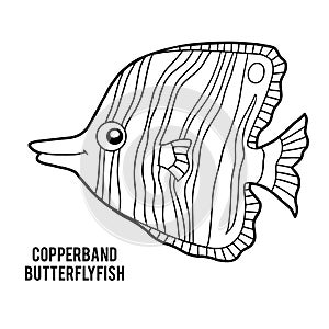 Coloring book, Copperband butterflyfish photo