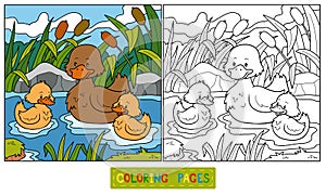 Coloring book (duck) photo