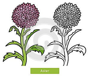 Coloring book, flower Aster