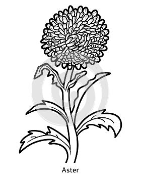 Coloring book, flower Aster