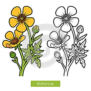 Coloring book, flower Buttercup