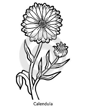 Coloring book, flower Calendula